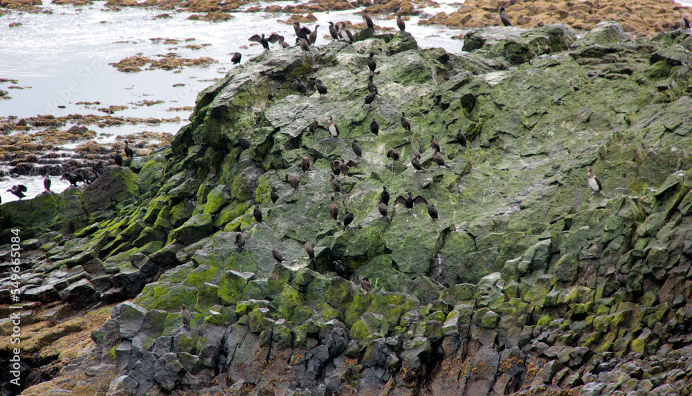lieu de repos des cormorans lieu de repos des cormorans