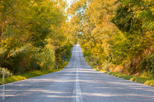 Tuscany, the most beautiful city in italy, and the tree-lined road photo