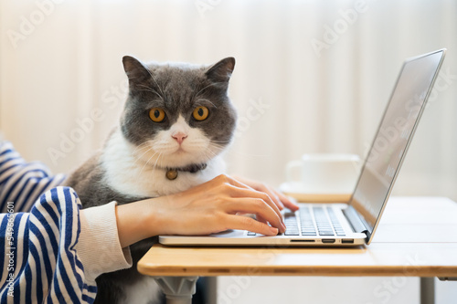 Fototapeta Naklejka Na Ścianę i Meble -  British Shorthair cat accompanies its owner to telecommute at home