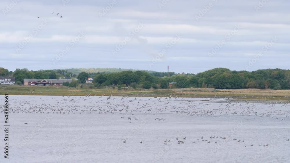 Migratory birds at Wetlands in Getteron Nature Reserve, Sweden, Wide Shot Migratory birds at Wetlands in Getteron Nature Reserve, Sweden, Wide Shot
