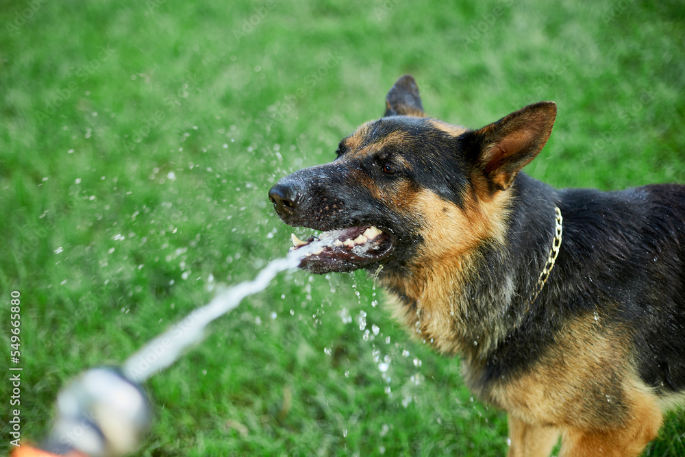 Playful Dog German Shepherd  tries to catch water from garden hose on a hot summer day at backyard home..