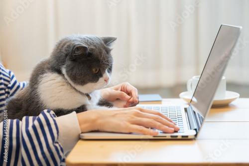Tablou pe pânză British Shorthair cat accompanies its owner to telecommute at home