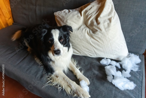 Naughty playful puppy dog border collie after mischief biting pillow lying on couch at home. Guilty dog and destroyed living room. Damage messy home and puppy with funny guilty look