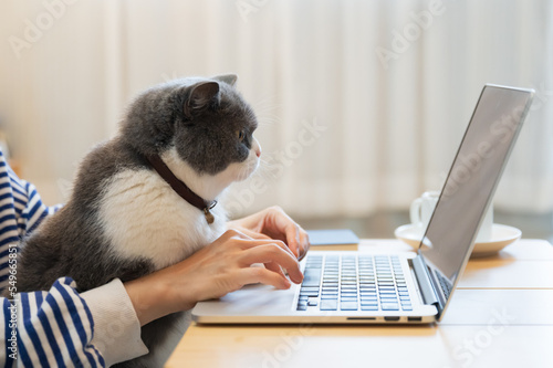 British Shorthair cat accompanies its owner to telecommute at home