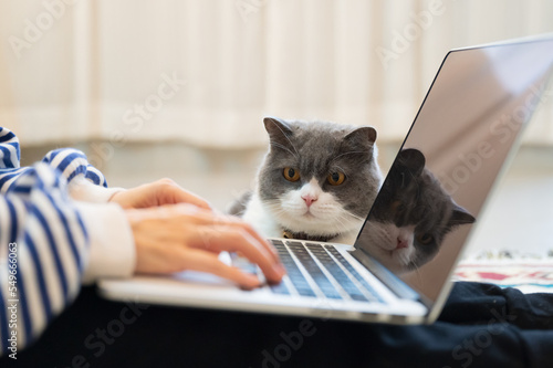 British Shorthair cat accompanies its owner to telecommute at home photo
