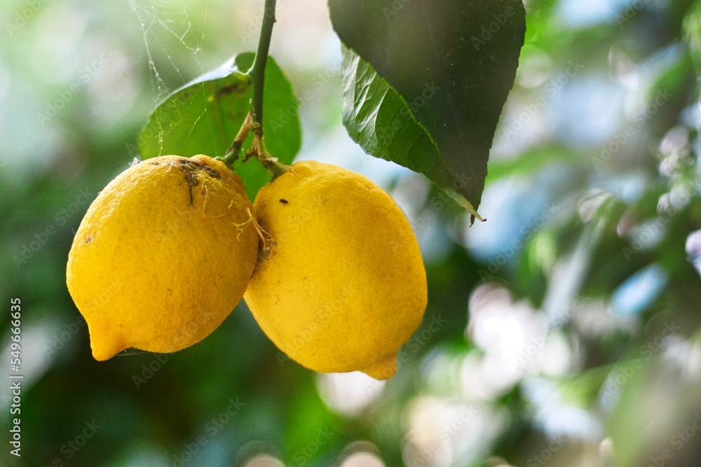 Lemon garden ready for harvest. Bunches of fresh yellow ripe lemons with green leaves. Lemon garden ready for harvest. Bunches of fresh yellow ripe lemons with green leaves.