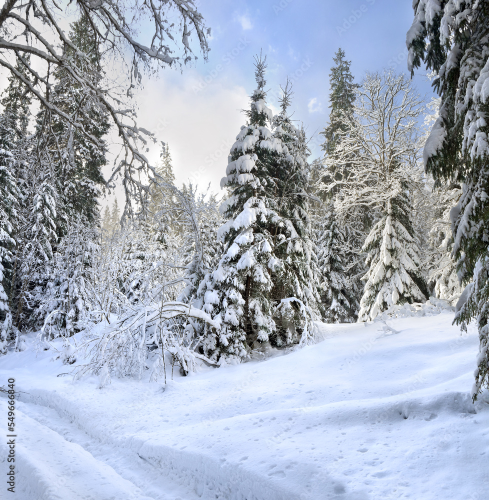 Winter landscape with road with footprints in snow following in fir forest during snowfall