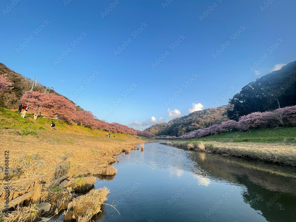 桜と菜の花