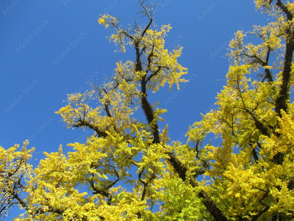 熊本県阿蘇郡小国町、黄色に色付いた日本の国指定天然記念物「Great Ginkgo of Shimojo」