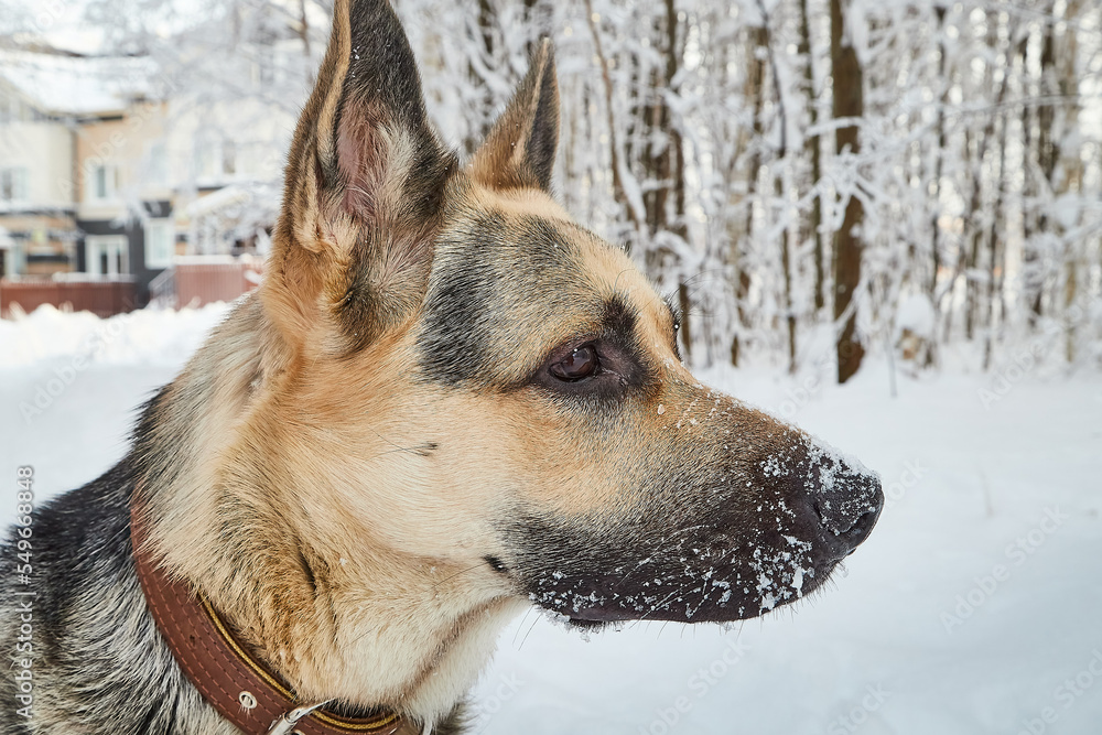 Dog German Shepherd outdoors in the forest in a winter day. Russian guard dog Eastern European Shepherd in nature on the snow and white trees covered snow Dog German Shepherd outdoors in the forest in a winter day. Russian guard dog Eastern European Shepherd in nature on the snow and white trees covered snow