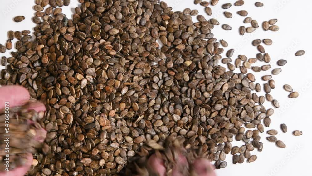 Man pours watermelon seeds from his palm on a white background. Preparation, sorting of seeds for sowing. Seed in the farmer's male hand. Man pours watermelon seeds from his palm on a white background. Preparation, sorting of seeds for sowing. Seed in the farmer's male hand.