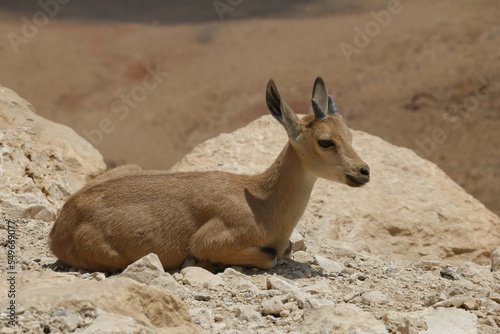 goat in mountains