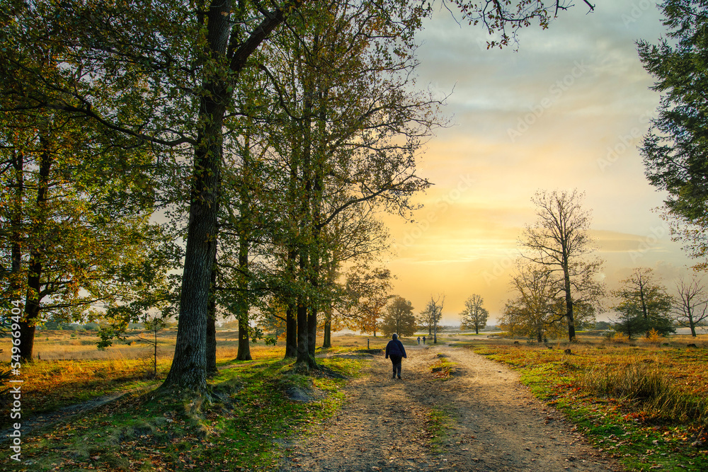 Hikers on a sandy path in the Aekingerzand landscape, part of the Drents-Friese Wold National Park, with warm tones of autumn colors and the light of the setting sun in a romantic atmosphere Hikers on a sandy path in the Aekingerzand landscape, part of the Drents-Friese Wold National Park, with warm tones of autumn colors and the light of the setting sun in a romantic atmosphere