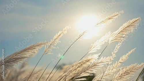 White grass flower blowing in the wind with sunlight photo