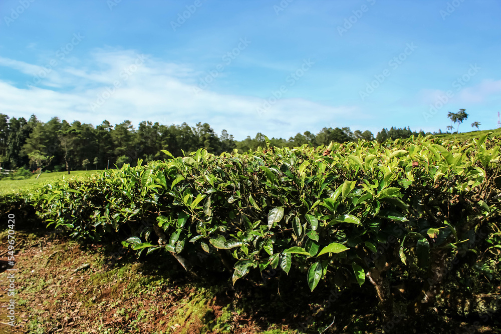 Tea plantation in Rancabali area, Bandung, West Java, Indonesia. Morning tea garden photo with one big tree in the middle.
