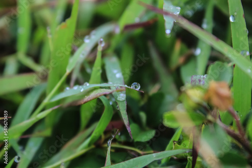 Close-up shot of dewy grass in the morning. Selective Focus.