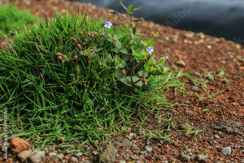 Close-up shot of dewy grass in the morning. Selective Focus.