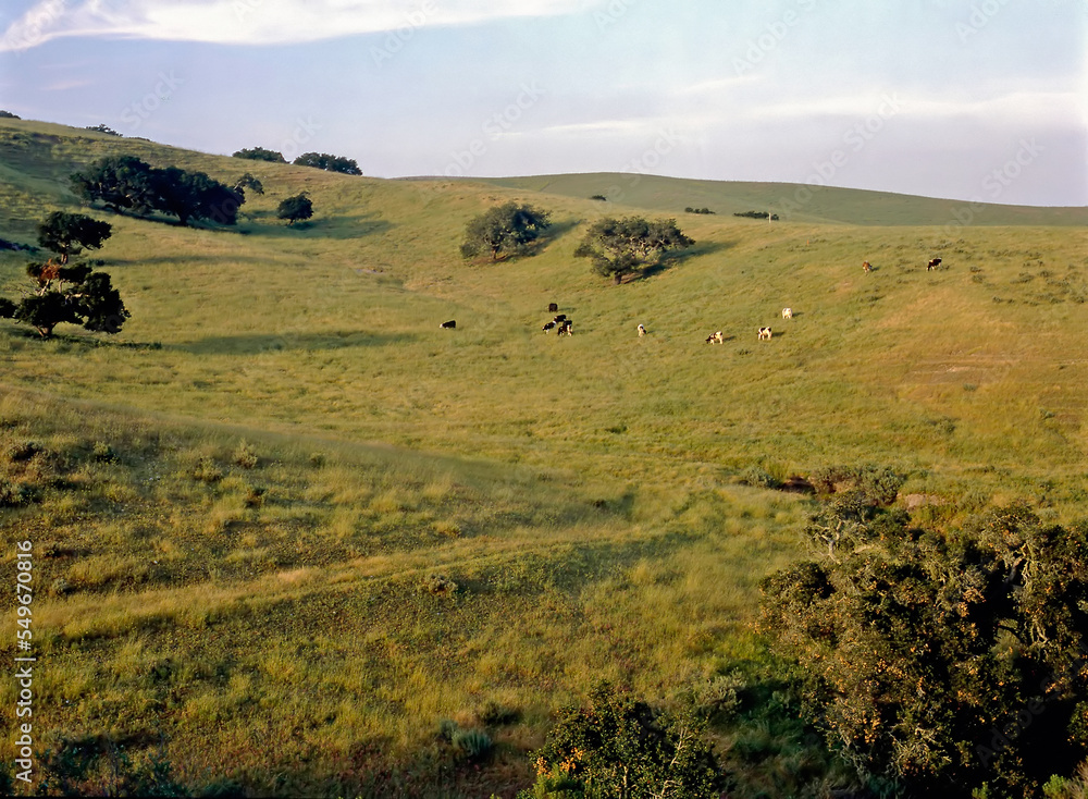 Cattle grazing, California