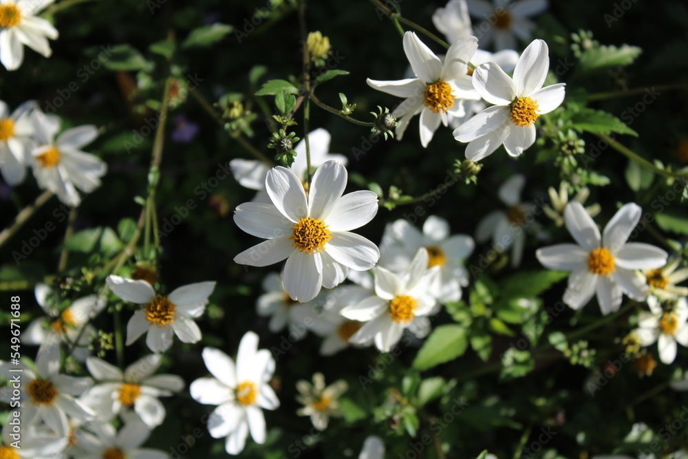 Weiße Blüten Weiße Blüten