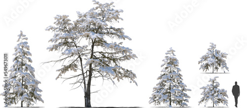 Obraz na płótnie snow covered deodar cedar Himalayan cedar tree winter hq cutout arch viz w salonie