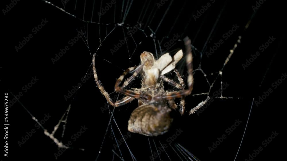 Spider catches and eat butterfly in spiderweb at night Spider catches and eat butterfly in spiderweb at night