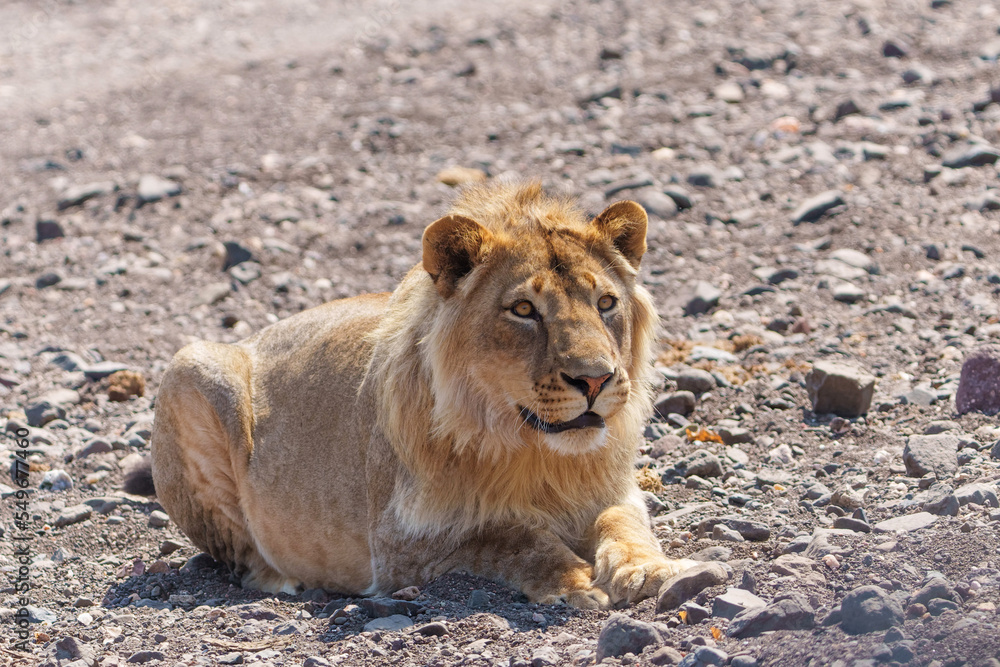 Lion (Panthera leo) male hunting in Mashatu Game Reserve in the Tuli Block in Botswana Lion (Panthera leo) male hunting in Mashatu Game Reserve in the Tuli Block in Botswana