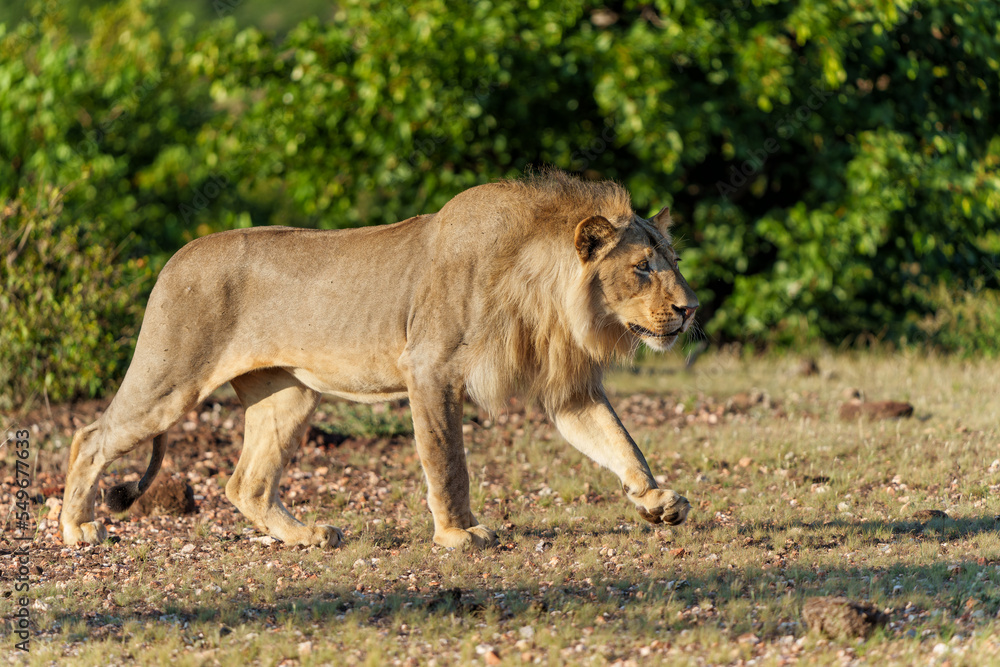 Lion (Panthera leo) male hunting in Mashatu Game Reserve in the Tuli Block in Botswana Lion (Panthera leo) male hunting in Mashatu Game Reserve in the Tuli Block in Botswana