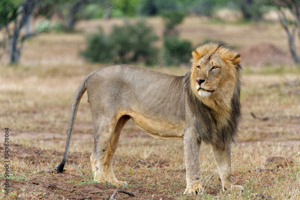 Lion (Panthera leo) male hunting in Mashatu Game Reserve in the Tuli Block in Botswana Lion (Panthera leo) male hunting in Mashatu Game Reserve in the Tuli Block in Botswana