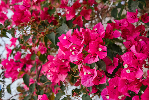 Set of flowers  Santa Rita   pink. Bougainvillea buttiana