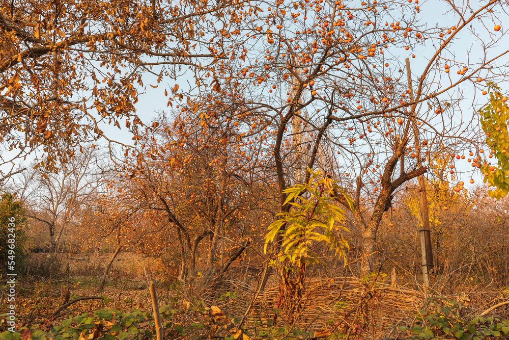 Fototapeta premium Ripe persimmon on a tree in the village