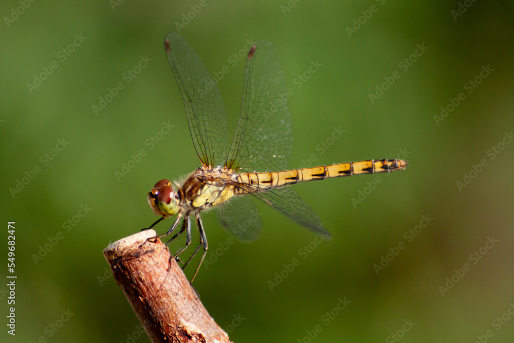 dragonfly on a leaf dragonfly on a leaf