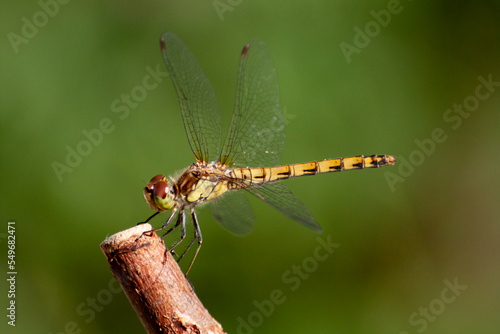 dragonfly on a leaf