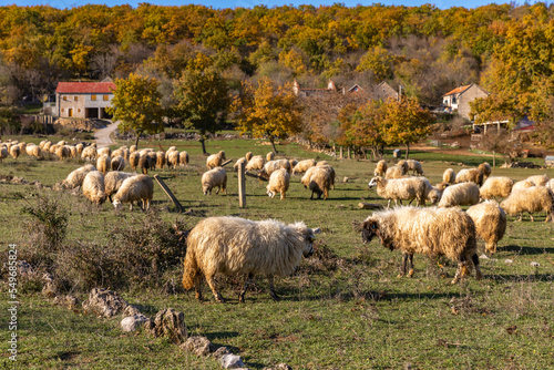Sheep graze in the pasture. Sheep nibbling grass.Flock of sheep on the field in the farm. Croatian farm. © Mariya
