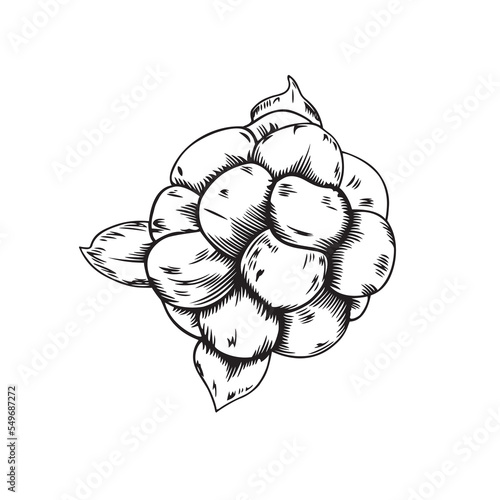 Vector black line illustration of cloudberry isolated on white background
