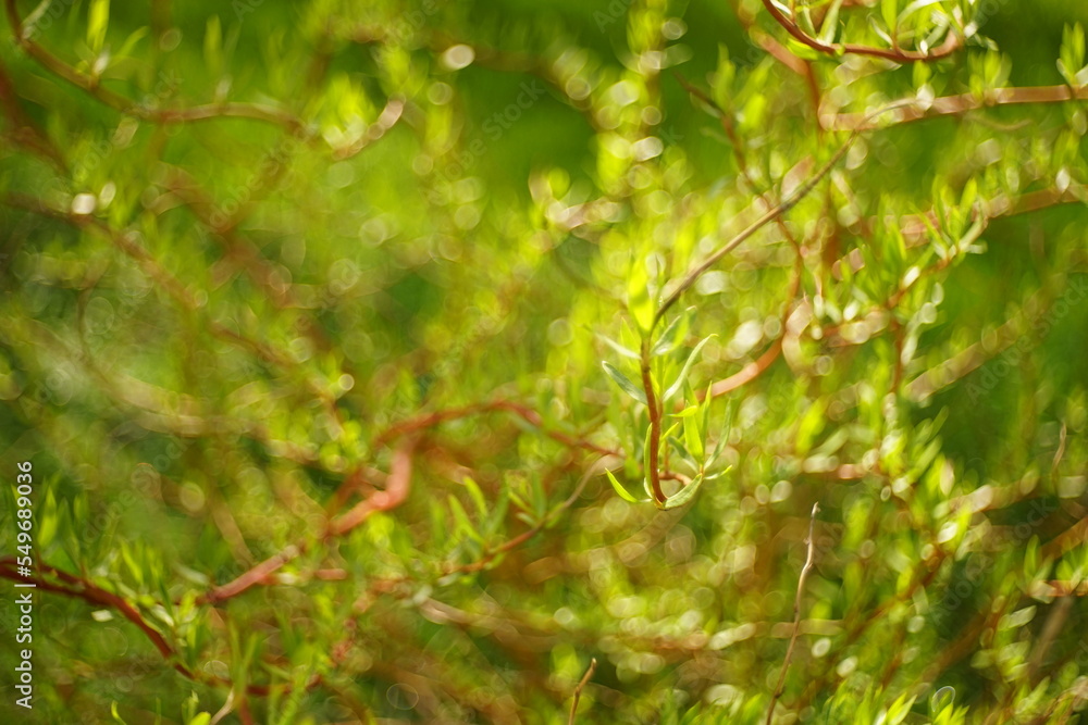 Willow curly tree closeup branches with small green leaves in summer day Willow curly tree closeup branches with small green leaves in summer day