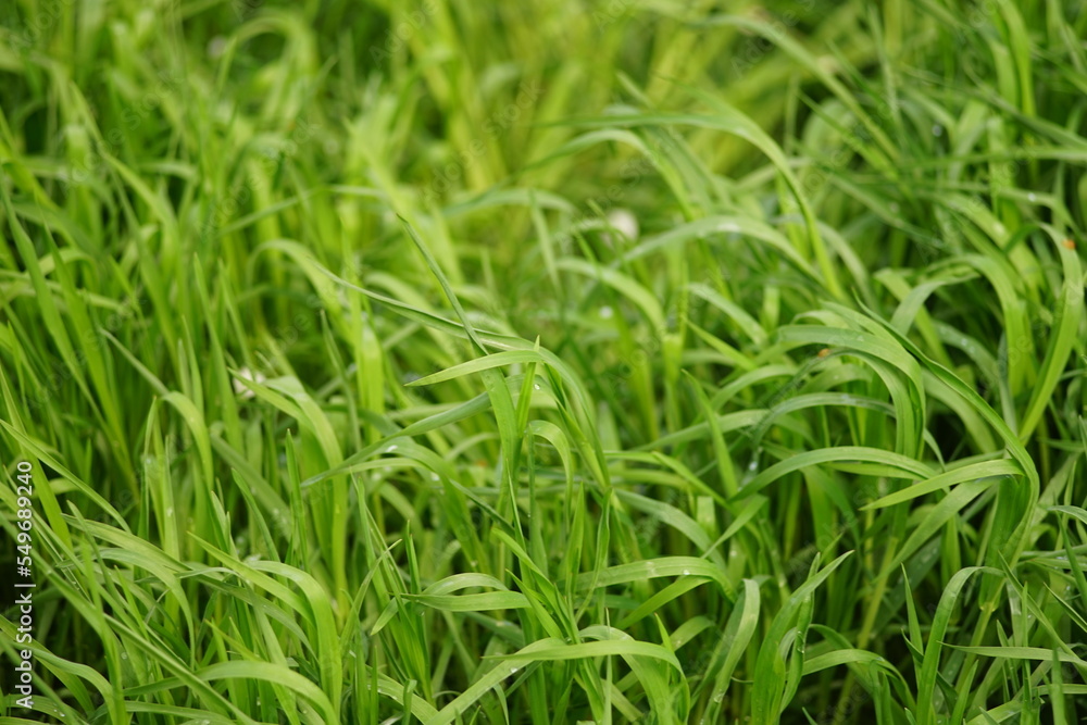 Natural floral background with vivid green grass in spring Natural floral background with vivid green grass in spring