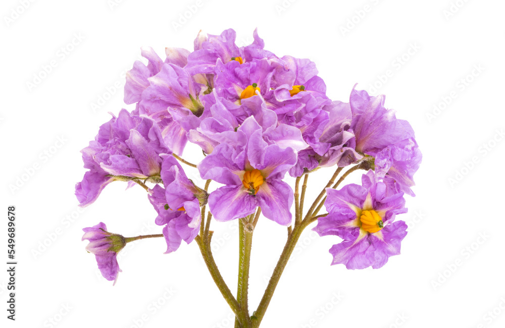 potato flower isolated