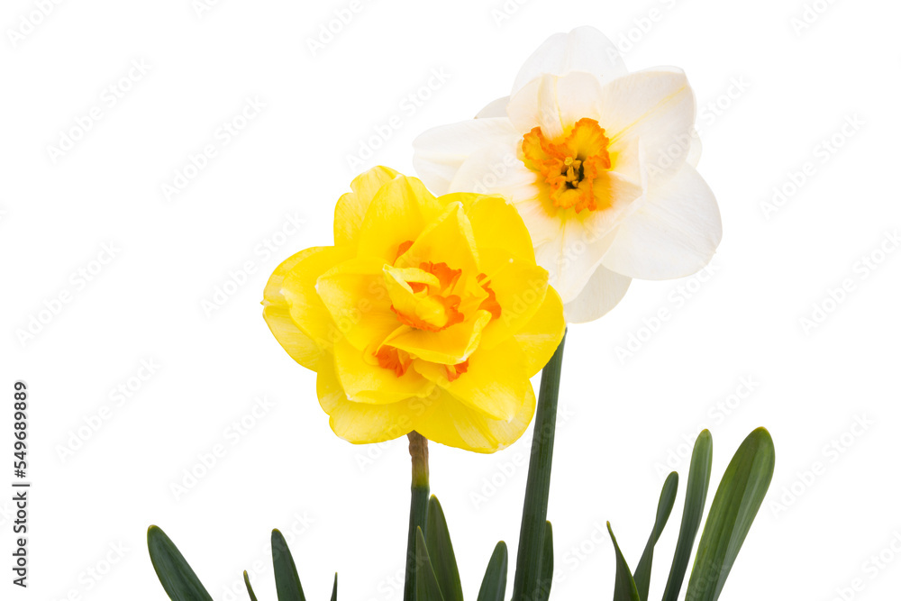 daffodil flower isolated daffodil flower isolated