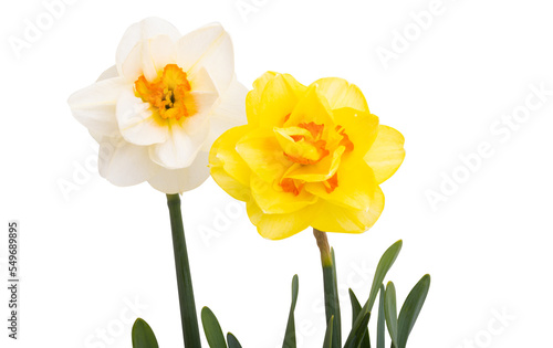 Fototapeta Naklejka Na Ścianę i Meble -  daffodil flower isolated