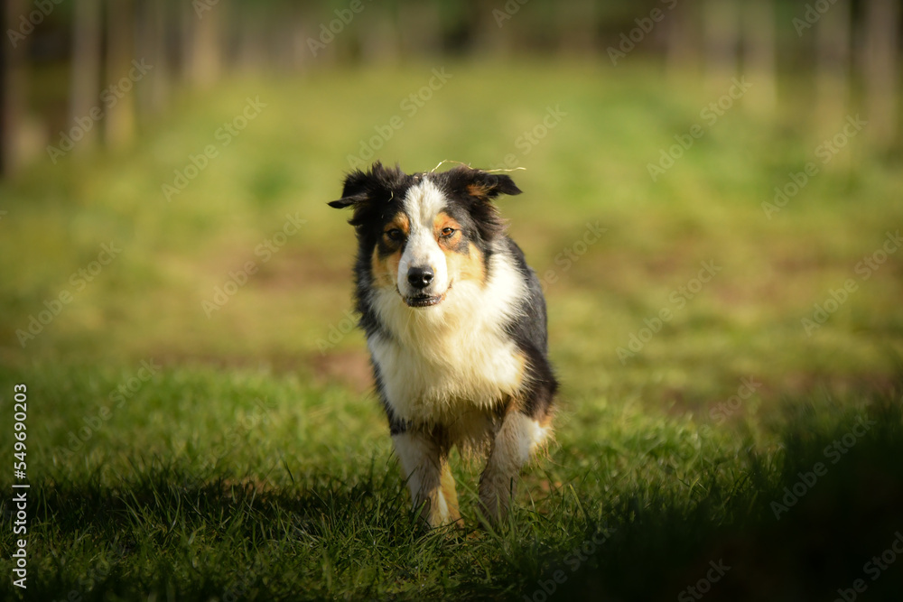 Chien de race berger australien 