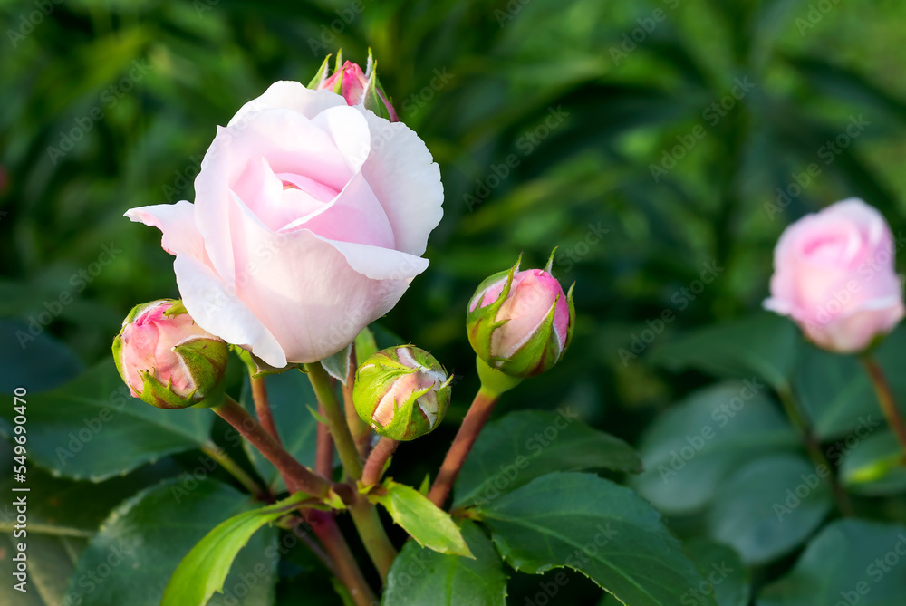 Pale pink blooming rose bud 