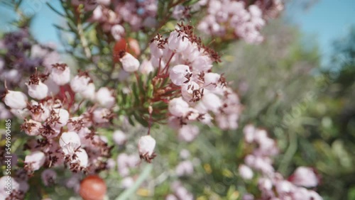 Bush with pink flowers of the plant Pure Erica manipuliflora. slider extreme close-up photo