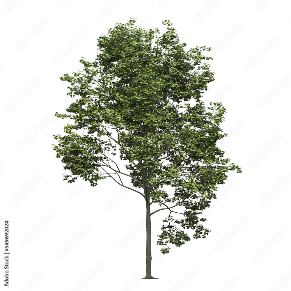 Obraz premium big tree, isolate on a transparent background, 3d illustration