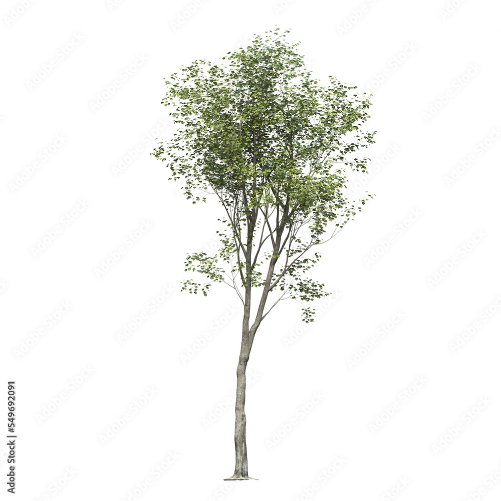big tree, isolate on a transparent background, 3d illustration big tree, isolate on a transparent background, 3d illustration