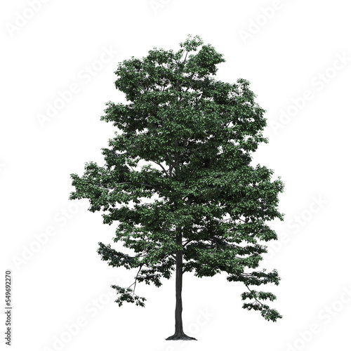 big tree  isolate on a transparent background  3d illustration
