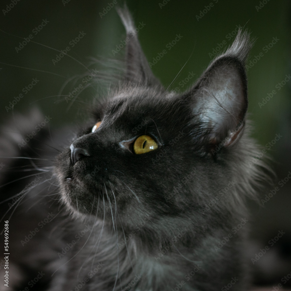 Portrait of a young black charming Maine Coon cat with orange eyes. Close-up. Beautiful long-haired Maine Coon cat.