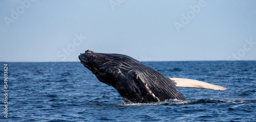 Jumping humpback whale (Megaptera novaeangliae). Mexico. Sea of Cortez. California Peninsula. © gudkovandrey