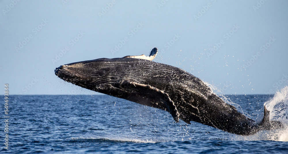 Obraz premium Jumping humpback whale (Megaptera novaeangliae). Mexico. Sea of Cortez. California Peninsula.