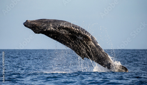 Jumping humpback whale (Megaptera novaeangliae). Mexico. Sea of Cortez. California Peninsula. © gudkovandrey