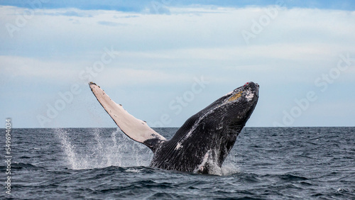 Jumping humpback whale (Megaptera novaeangliae). Mexico. Sea of Cortez. California Peninsula.